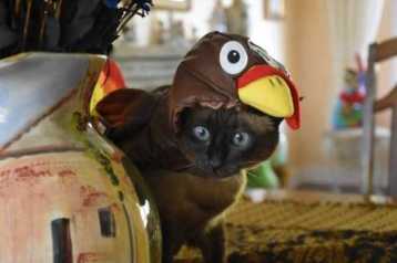 I have GOT to get out of this thing before Thanksgiving! Image found on Klyker.