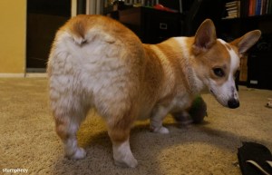 You're lookin' at my butt again, aren't you? Cheeky! Image found on BarkPost.