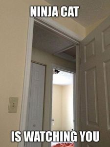 So yeah, if you feel like you're being watched, you probably are. But if you give him some fish, he'll go away. Image found on quotesnhumor.