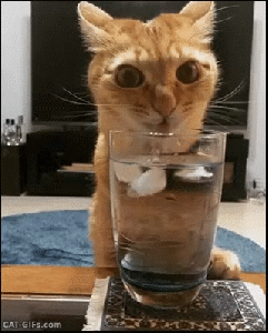 You're not drinking this, right? Cuz it's mine now. GIF found on Amazing Creature.