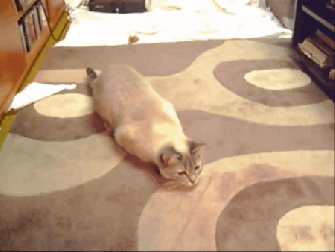 Is there an earthquake? Oh, no, sorry, that's just me. GIF found on giphy.