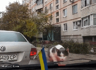 Be vewwy, vewwy qui--oh, crap, what was that???? GIF found on hilariousgifs.
