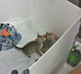 Two little cuties. The one on the left is the escape artist, and was getting ready to make a break for it ... again