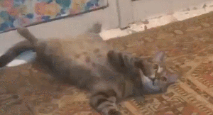 This was missing too ... GIF found on Funny or Die.