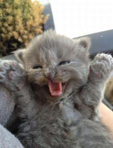I'm a big, scary monster .... grrrrr! Image found on Cute and Funny Pictures and More.