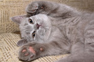 These paws will do for now. Image found on Catster.