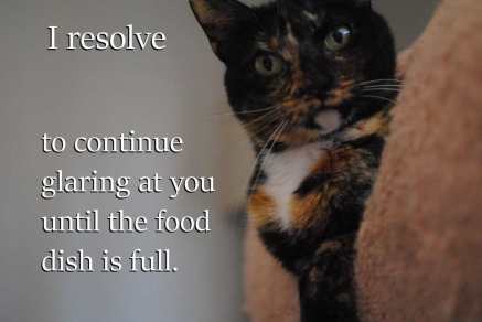 And immediately after you fill it, I'll stick my paw in and make a hole so I can glare at you some more. Image found on CandidSlice.