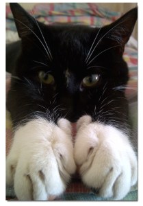 Such smushable paws ... Image found on Pinterest.