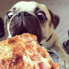 Omigid, omigod, omigod!!!! PIZZA!!!!!! Image found on Pinterest.