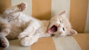 OK, fine, nap time ... but I'm rubbin' that belly when you nod off. Image found on IDressMyPets.