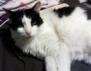 Better luck with the chocolate, Mom; I'm in no mood to cuddle ... until you start working.