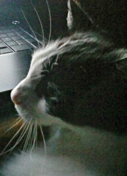 I don't like this one, Mom. Call him a nancy boy!