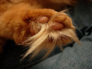 And here we see the elusive ginger toe-hawk. Marvel at its floofiness. Image found on Catster.