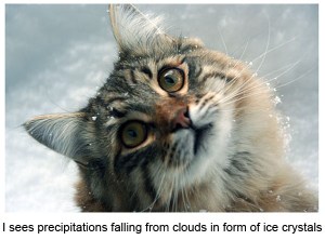 Hey ... snowflakes ... real ones! Image found on FurryTalk.