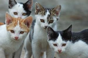 We're having a super-secret meeting to come up with sign slogans. Do ya mind?!?!? Image found on Cat Clinic of Chattanooga.