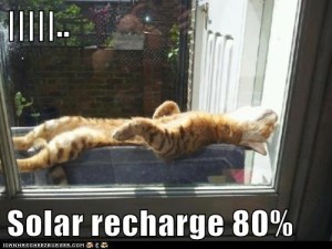 The only bad thing about this solar motion-sensor cat is the long recharge time ... Image found on Pinterest.