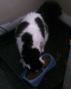 Oh, so you took me to the vet because I wasn't eating? Ha!