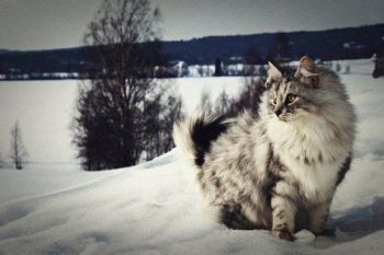 Yeah, you wish you could be me. I'm majestic as hell. Image found on Attack of the Cute.