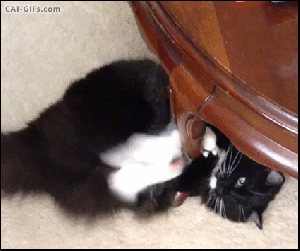 What??? You didn't want a treadmill, and I have to exercise somehow! GIF founds on Cat GIFs & Kitteb GIFs.