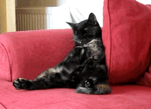 Brava! Oh, wait ... I can't clap with my back feet ... GIF found on PainScience.