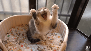 How could you miss that shot, you idiot??? I had 50 bucks riding on this game! Image found on KittenToob.