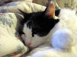 Who wouldn't want to cuddle with this cutie? Just don't try to put steroids in his ear if you prefer your blood on the inside.