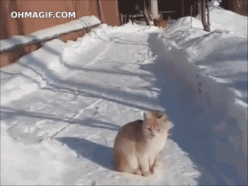 I believe I can fly ... I believe I can ... oh, crap, that's cold! GIF found on Art F City.