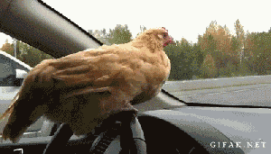 I think a chicken driving a car would count as a pullet surprise. GIF found on giphy.