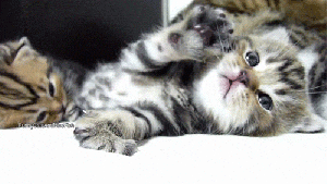 OK, I want you to pet me like this, in the same direction my hair grows. You pet me the other way again and I bite. GIF found on giphy,.