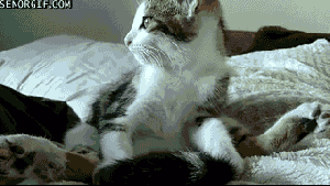 OK, the bird flew away ... and our next position is "Tired Kitty." GIF found on reddit. 