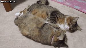 I'll get the check. No, I'll get it! GIF found on imgur.