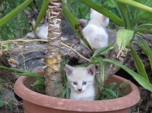 This protest is growing bigger, and so am I ... I may have to find a new pot to sit in. Image found on pant.org.