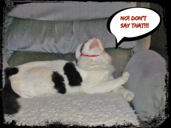 The furry one has spoken, so it must be done. Image of the prettiest cat in the world (he makes me say that) enhanced on BeFunky.