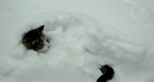 Yeah, weird. Whatever. GIF found on MeowGIFs.