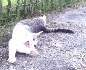 I'm a scary monster ... arrrrrgh! Hey ... can you get that ball for me? I can't reach it. GIF found on reddit.