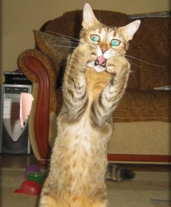 Why is he still campaigning? And will someone please rescue that poor animal on his head??? Image found on reddit.