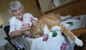 Luke isn't calm enough around strangers to be a therapy cat, but this sweetie is. Image found on ParklandOnline.