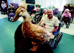 Yep, ducks do therapy too ... I don't know if they all wear toupees though ... Image found on Tractor Supply Co.