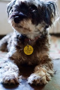 Audi is the calmest of Martin girls, so is perfect for therapy. Photo by Philip Martin found on Arkansas Living.