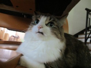 Seriously? You people voted for this clown? Image found on reddit.