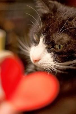 You're giving me your heart? Can I eat it? Image found on Paperblog.