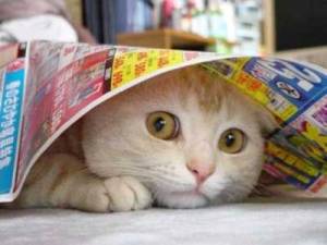 Bring my food here for the foreseeable future. It's too scary while he's out there. Image found on Our Happy Cat.