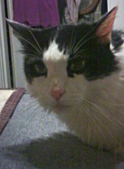 He's still cranky (especially since he still has some antibiotics left to take), but he's soooo much better. And he's back to judging me again.