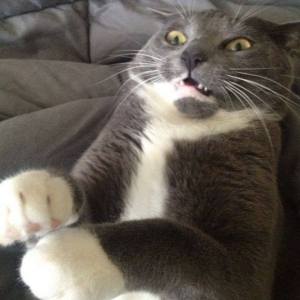 What the hell does he mean by "very fake news"? Image found on The Designated Driver.