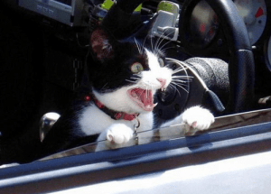 Mr. Trudeau, take me with you!!!! Image found on CafeMom.